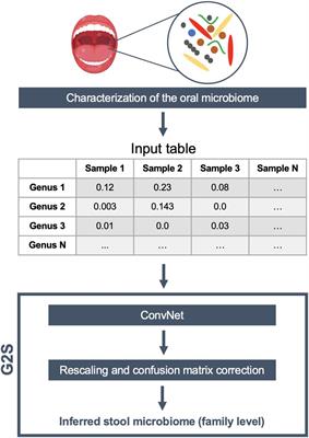 G2S: A New Deep Learning Tool for Predicting Stool Microbiome Structure From Oral Microbiome Data